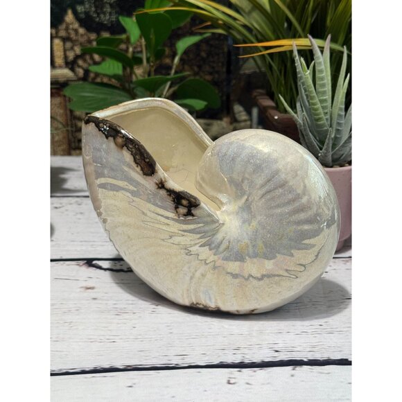 Pearlized Nautilus Shell Planter Or Display Accent - Picture 4 of 8